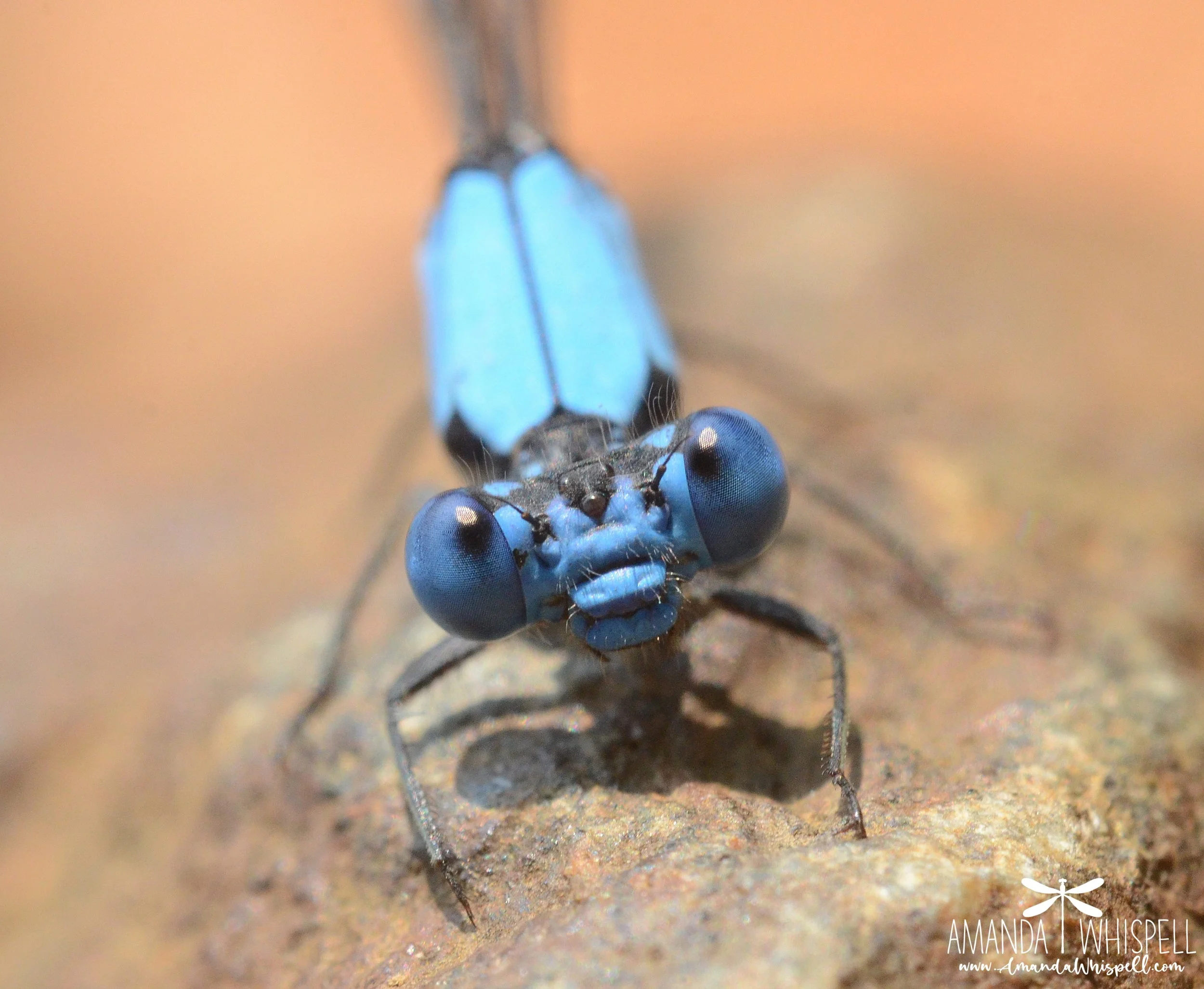 Species of the Month — Dragonfly Society of the Americas
